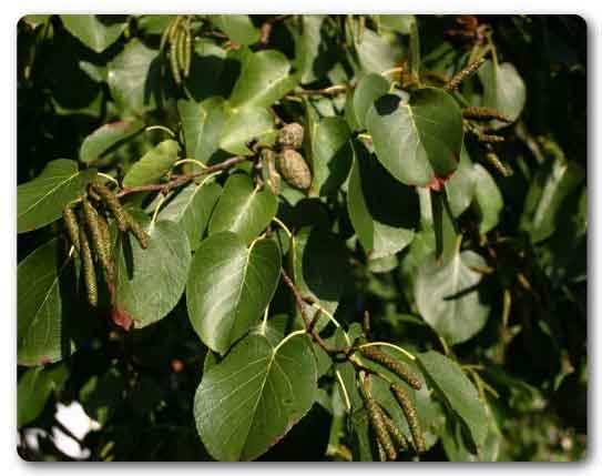  Nagaland State tree, Alder, Alnus nepalensis